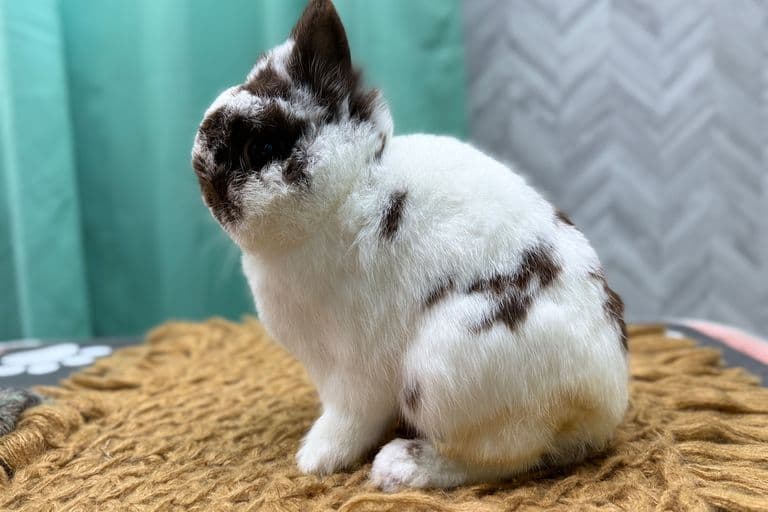 Rabbit Habbit Clark